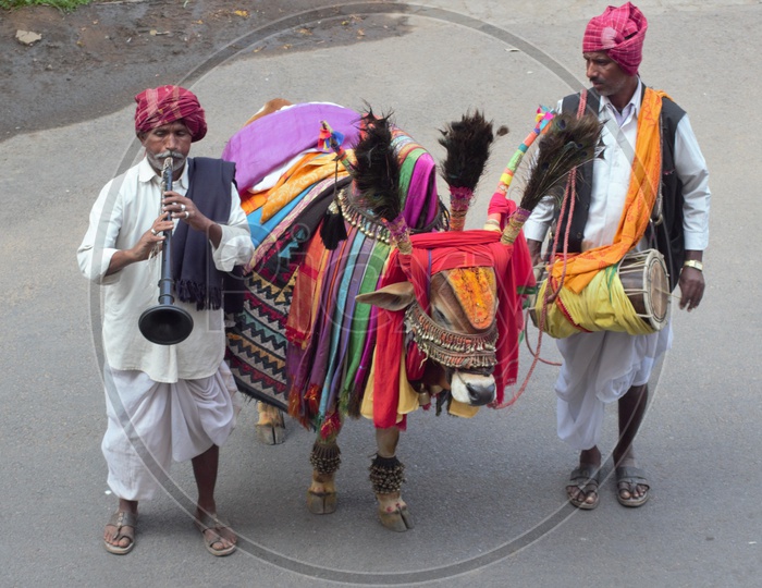 Gangiraddhu Or Decorated Bull Along With Artists On The Roads