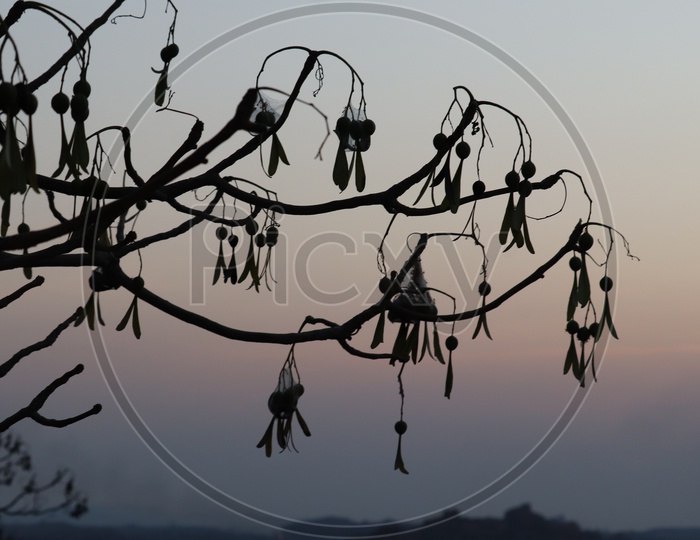 Silhouette Of Tree With Branches
