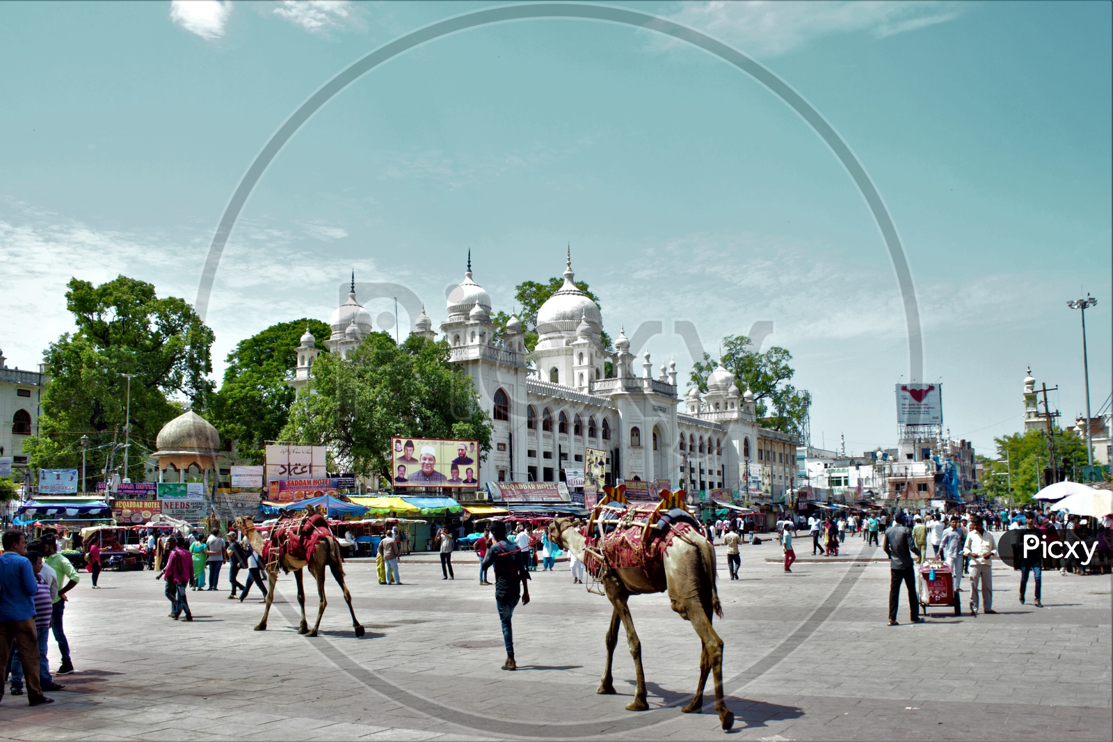 Camels On the Streets near Charminar