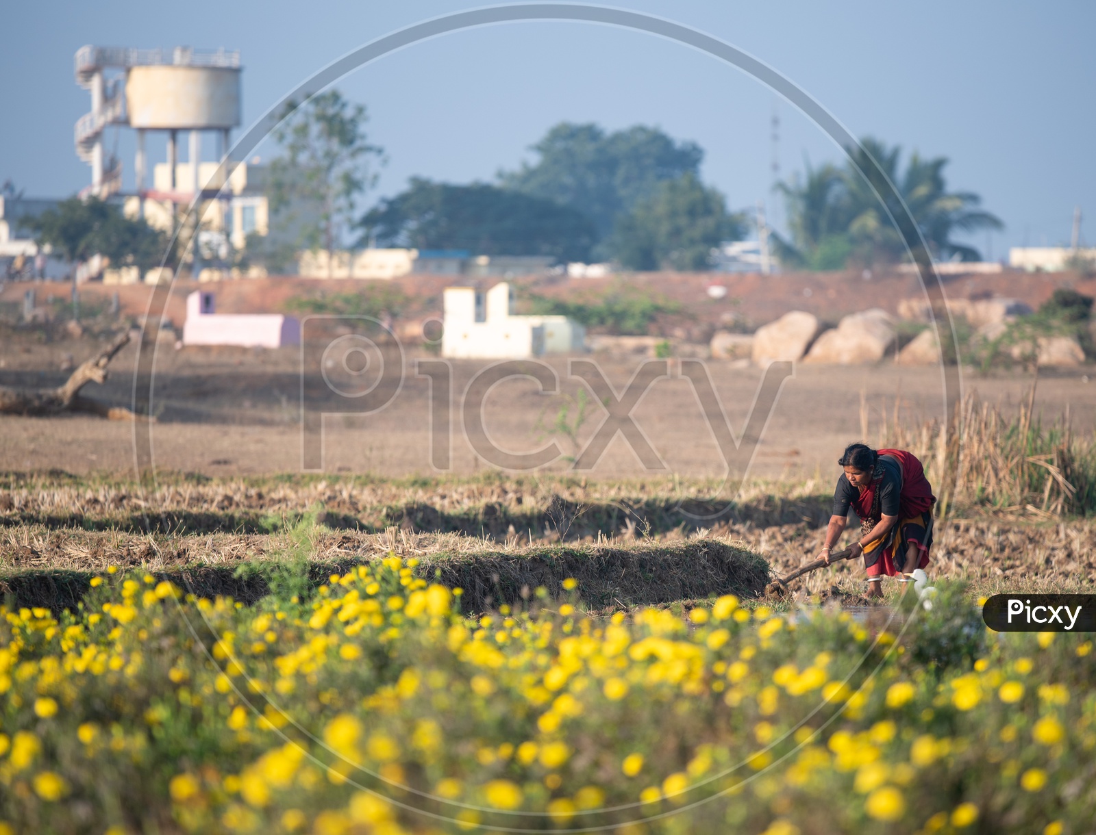 A Woman Farmer Working in a Mari gold  Flower Fields