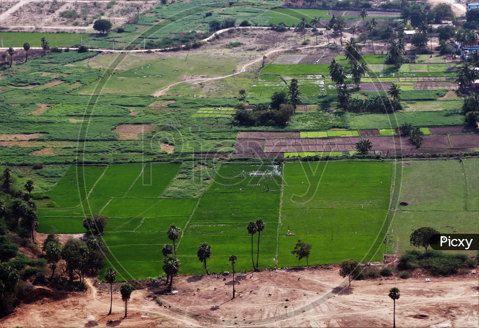 Aerial View Of Paddy Fields