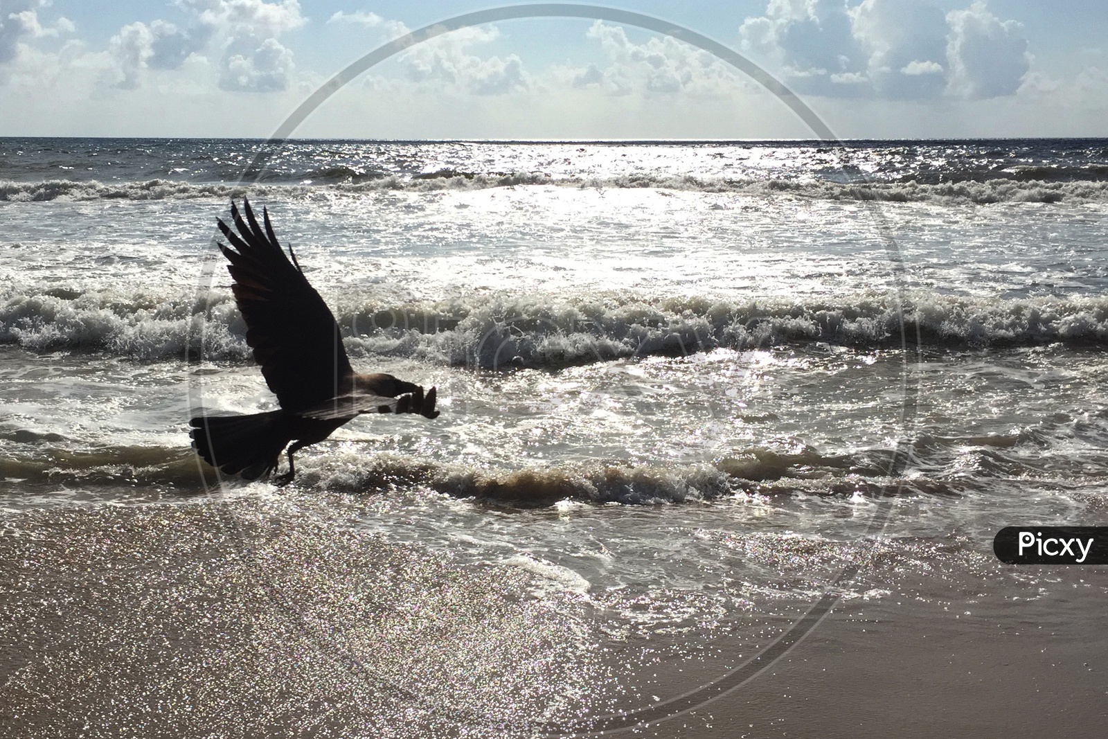 A Crow Flying in a beach