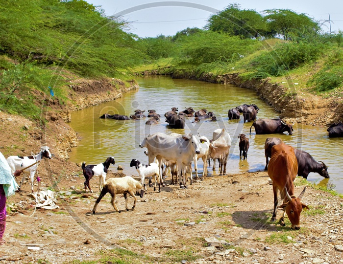 Cattle On the Water Ponds In Rural Villages