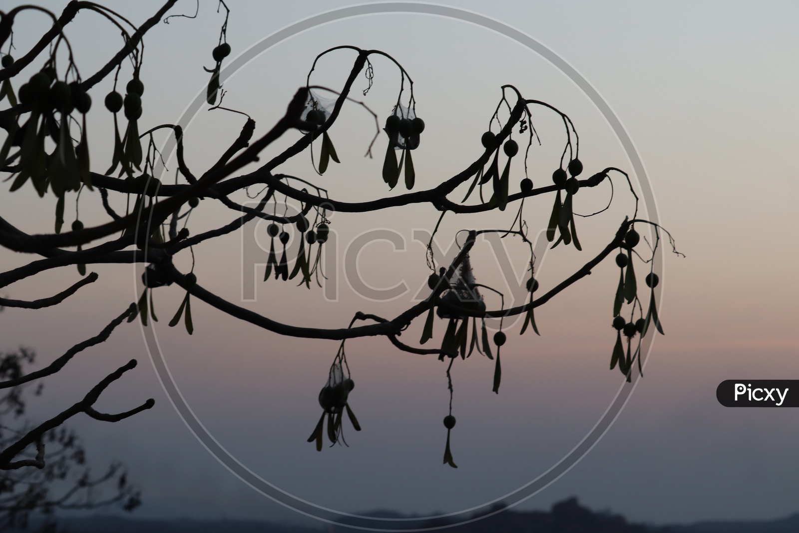 Silhouette Of Tree With Branches