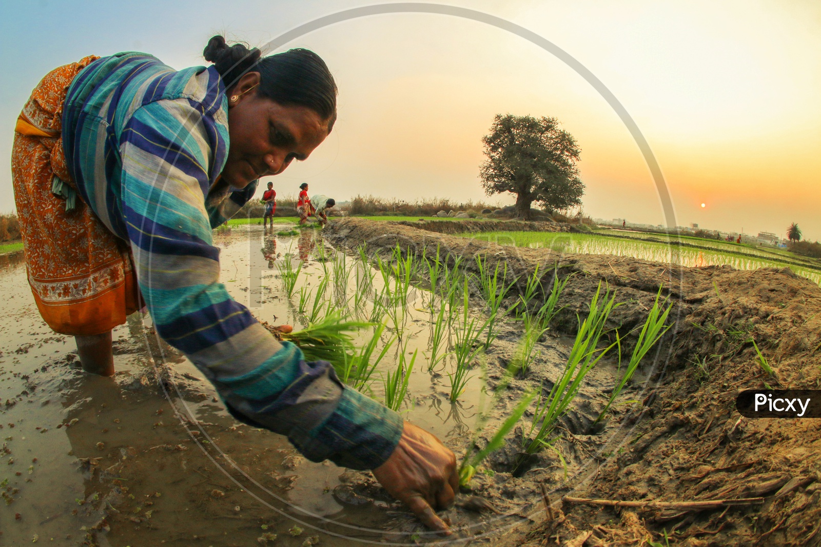 A Woman Farmer Planting Paddy Plant Saplings In a Agricultural Field