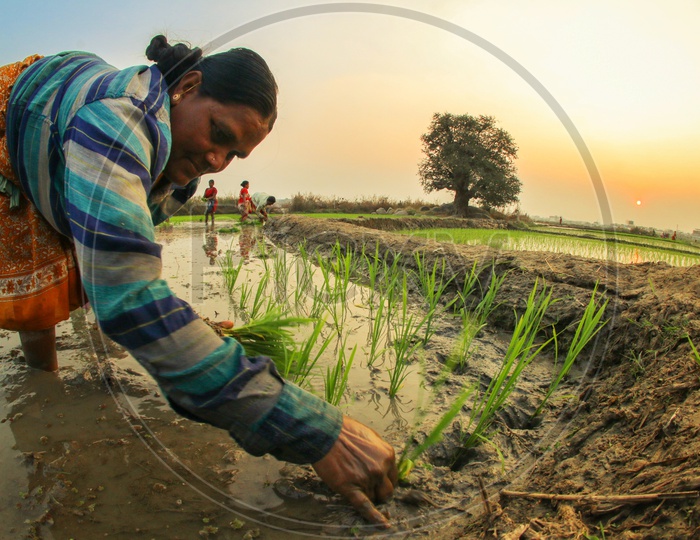 A Woman Farmer Planting Paddy Plant Saplings In a Agricultural Field