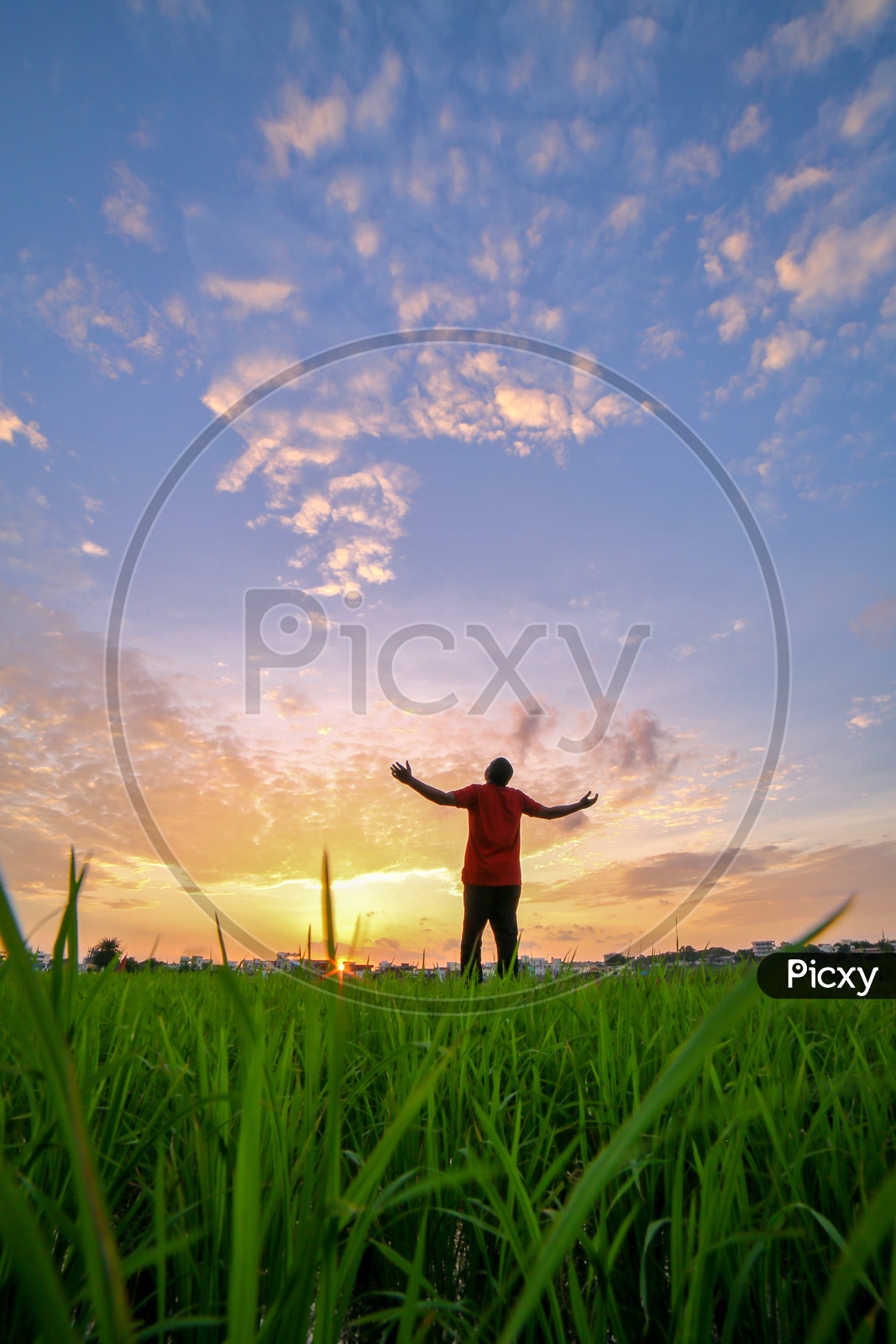 A Man Enjoying The Nature In Green Paddy Fields  With Sunset Sky In Background