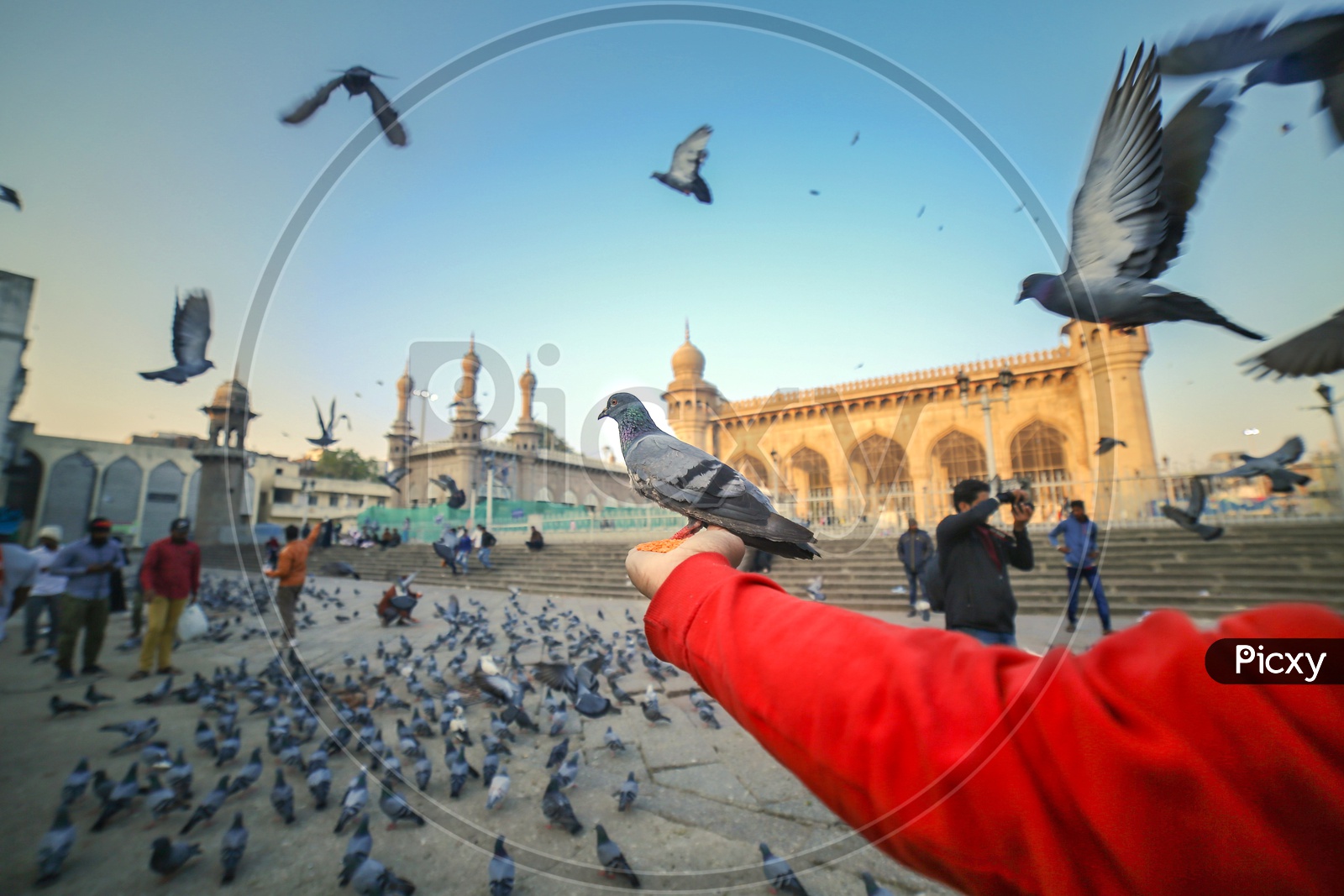 A Woman  Feeding Pigeon With Grains In Hand At Mecca Masjidh