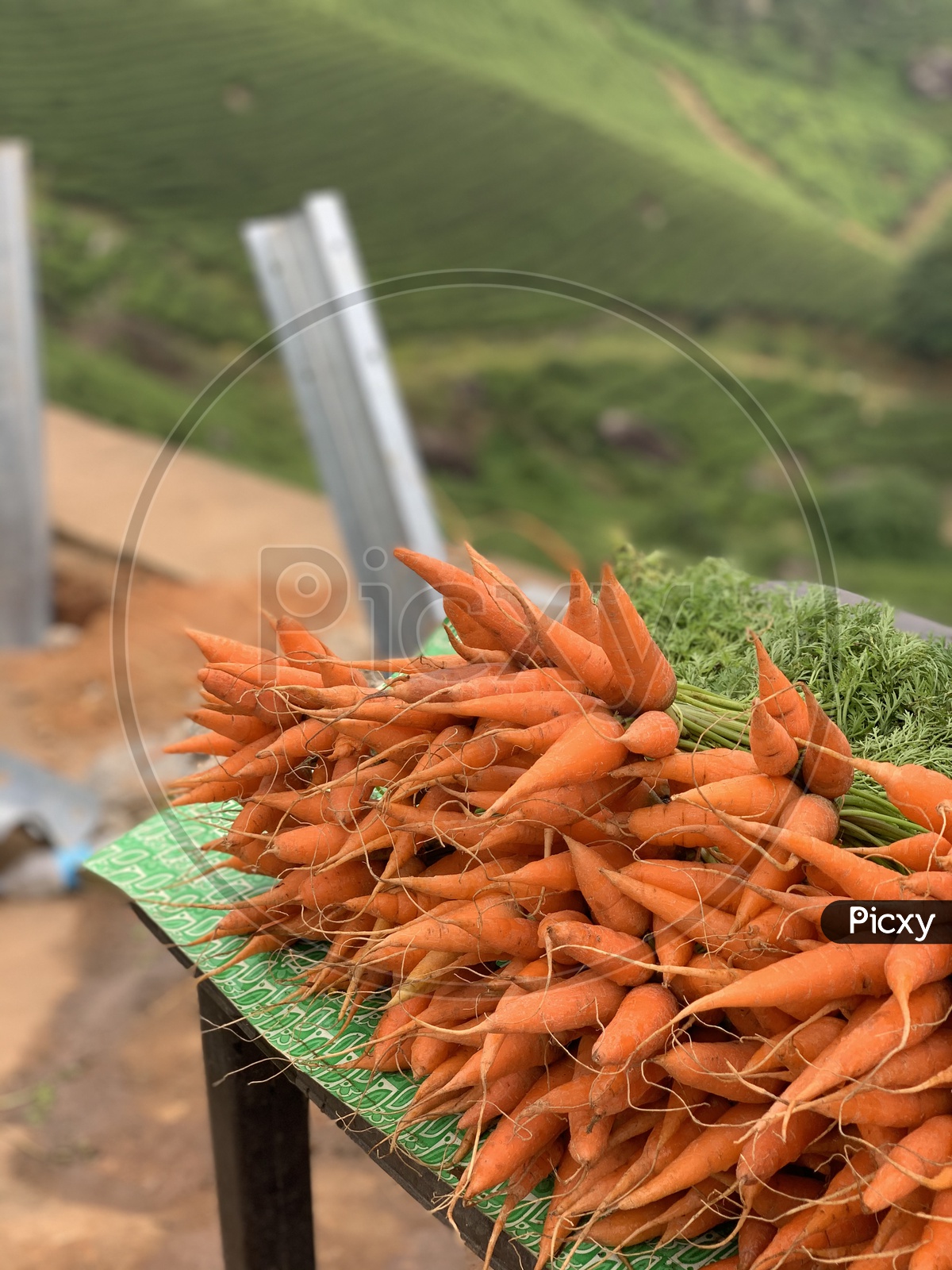 Farm fresh carrot