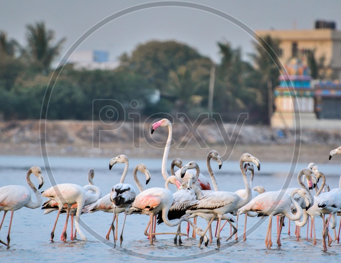Flamingoes or Migratory Birds In a Lake At Ameenpur