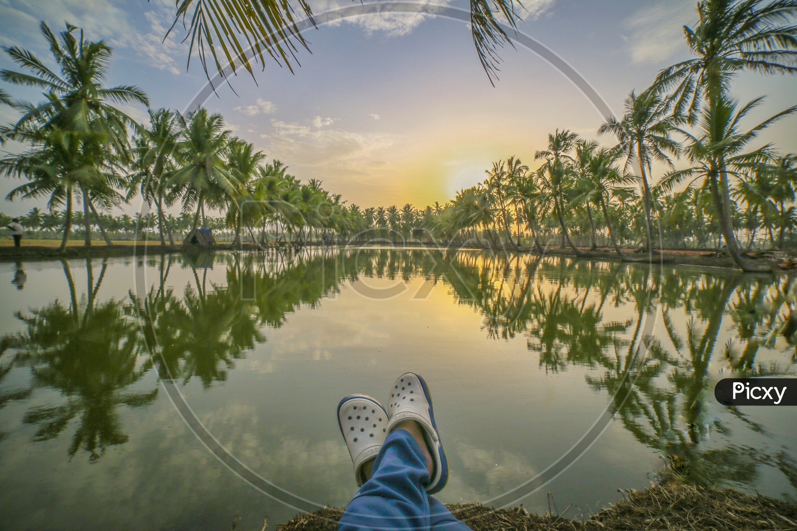 A Beautiful View Of  Coconut Trees And their Reflection On Pond Water Surface