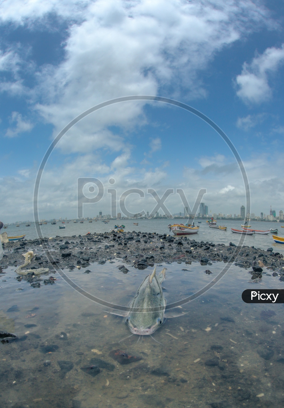 A Fish On The Bank Of Arabian Sea With Fishing Boats On The Sea As a Background