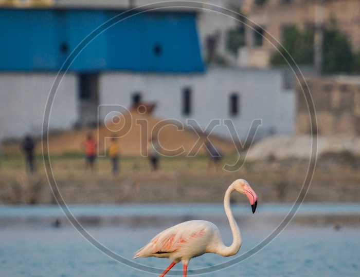 Flamingoes or Migratory Birds In a Lake At Ameenpur