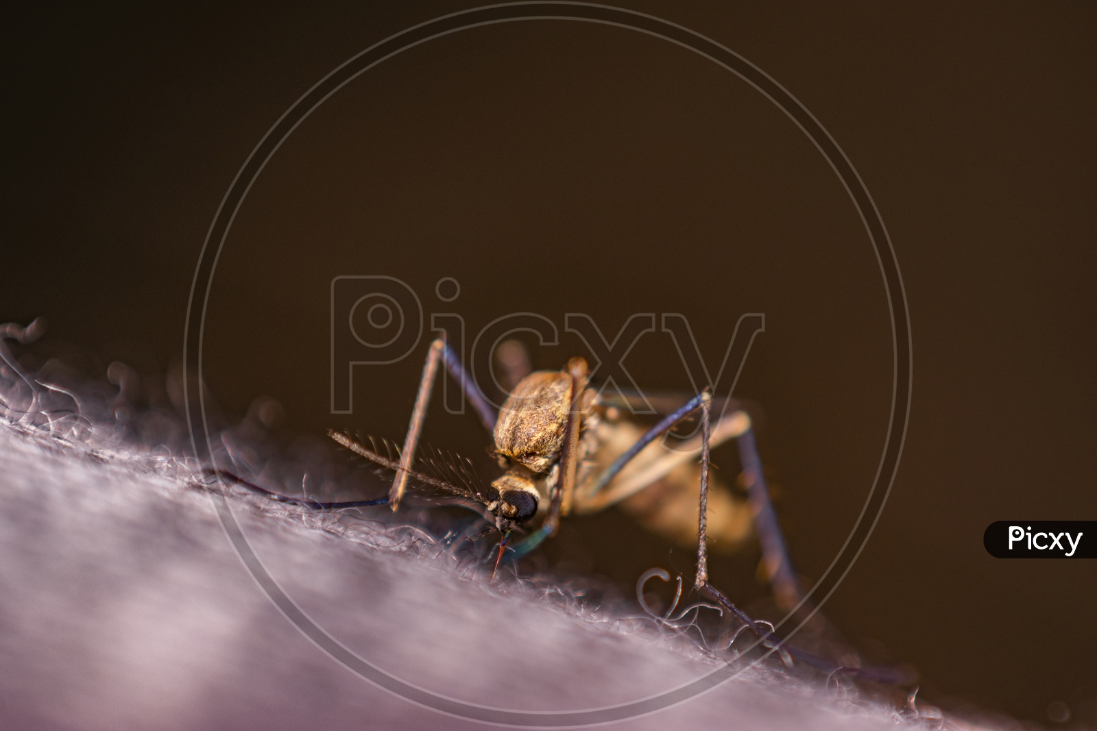 Mosquito biting a person causing dengue, malaria, fever