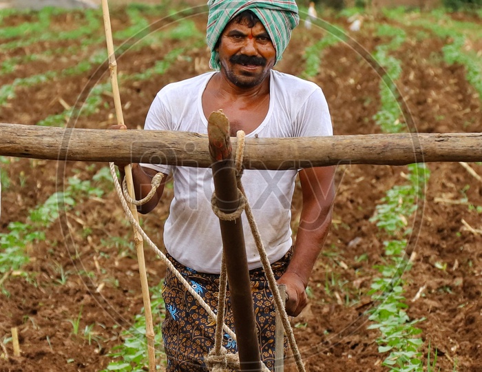 Farmer Ploughing The Agricultural Land With Traditional Wooden Tools
