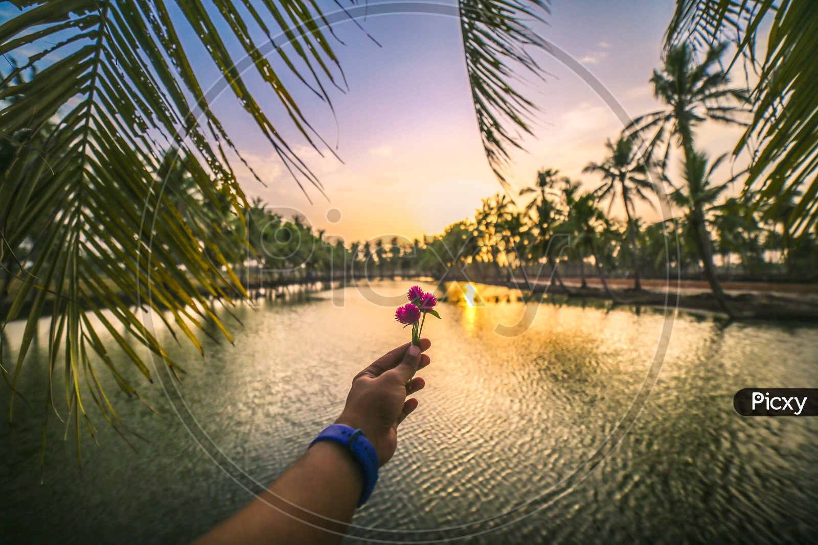 A Beautiful View Of  a Pond With Coconut Trees  on The Both Sides