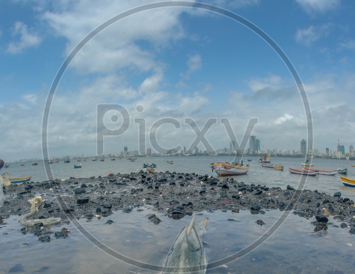 A Fish On The Bank Of Arabian Sea With Fishing Boats On The Sea As a Background