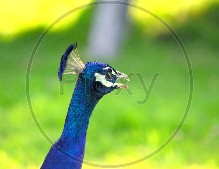 Peacock crown