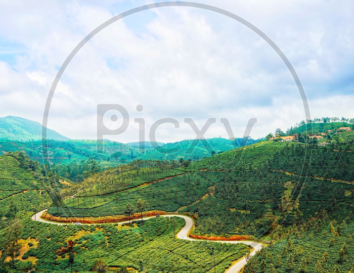 ZIG ZAG Ways through tea plantations