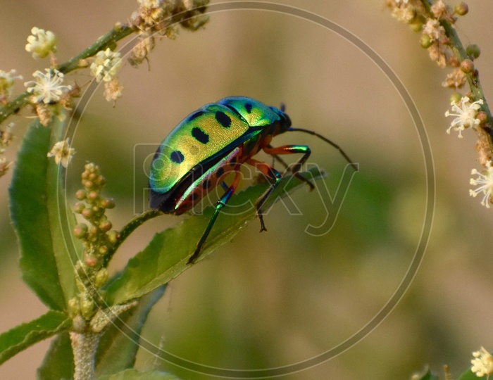 Green beetle insect
