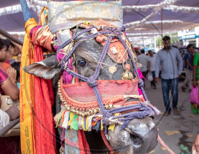 Image of Indian Farmers With Decorated Bulls In a Road Show-YK728929-Picxy