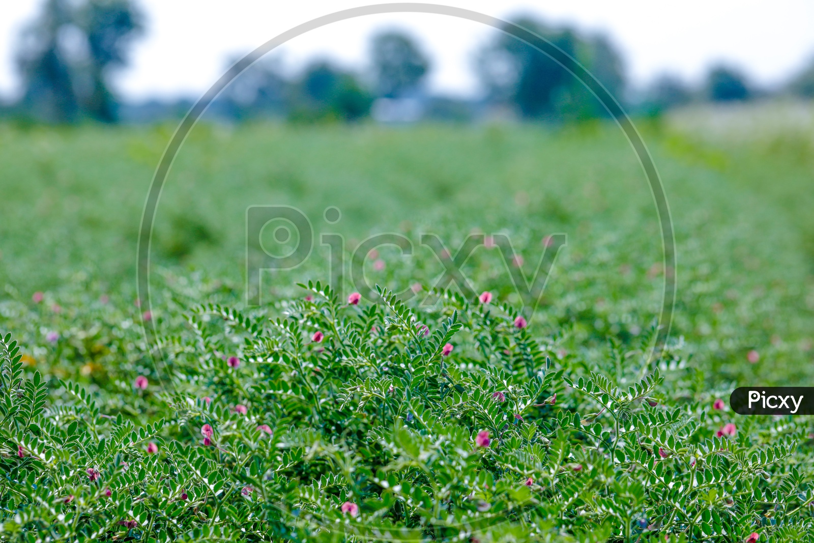 Fresh Green Chickpeas Field   , Chickpeas Also Known as Harbara or Harbhara or Cicer