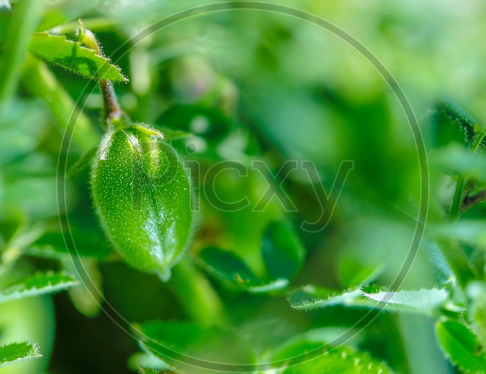 Fresh Green Chickpeas Field   , Chickpeas Also Known as Harbara or Harbhara or Cicer
