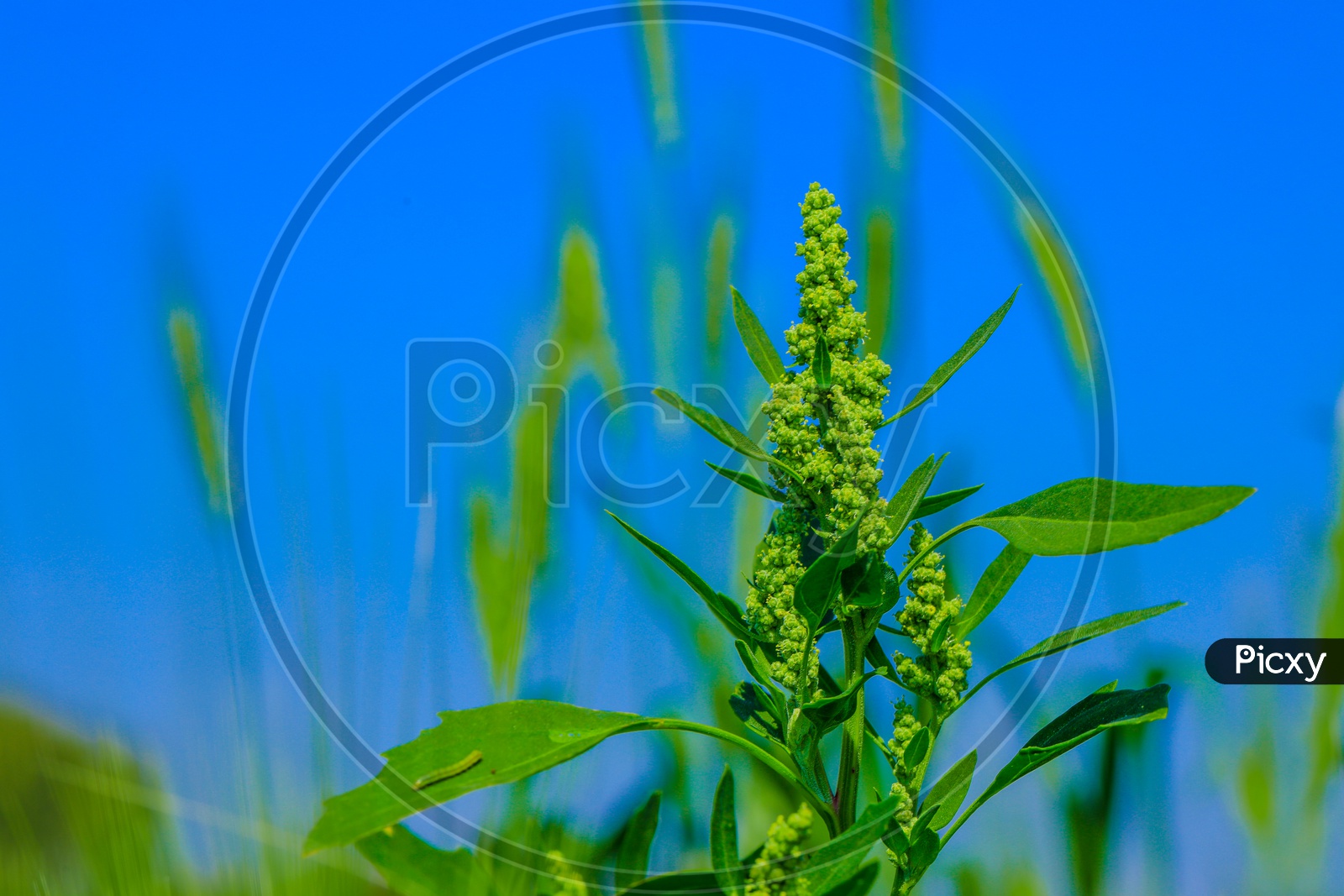 Green Jowar Grain Ears On a Field Background
