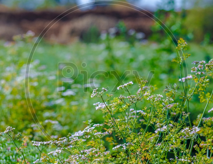 Freshly Growing Green Coriander On Field Background