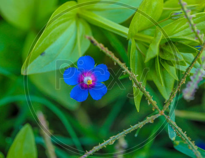 A Blue Flower Over Green Leafs Background Macro Shot