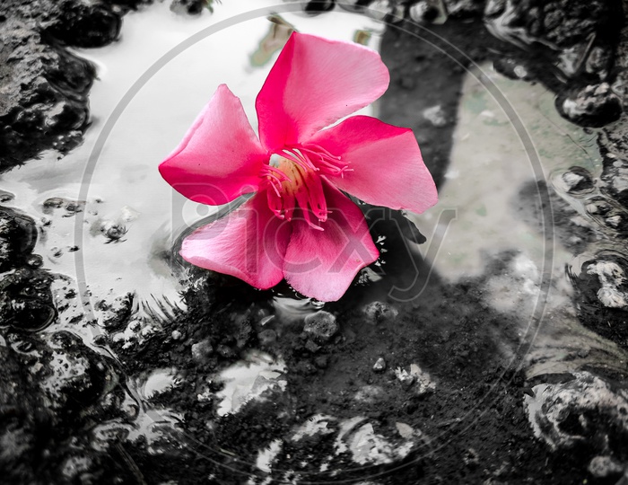 A flower on a rainy day