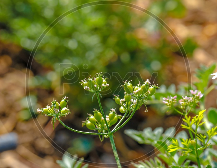 Freshly Growing Green Coriander On Field Background