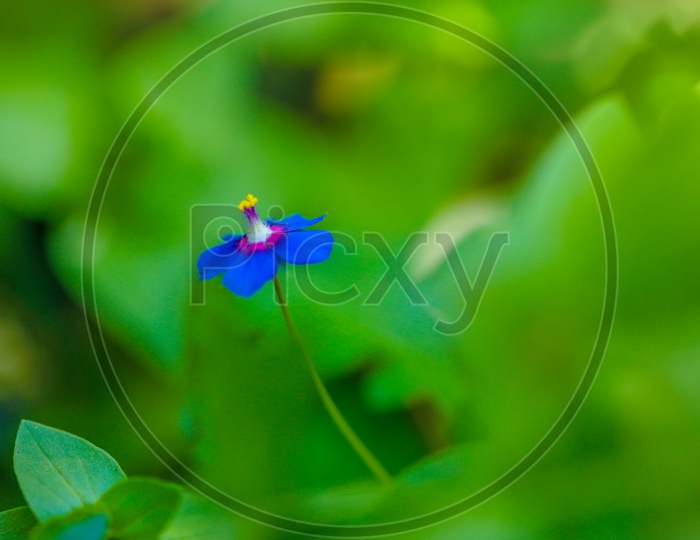 A Blue Flower Over Green Leafs Background Macro Shot