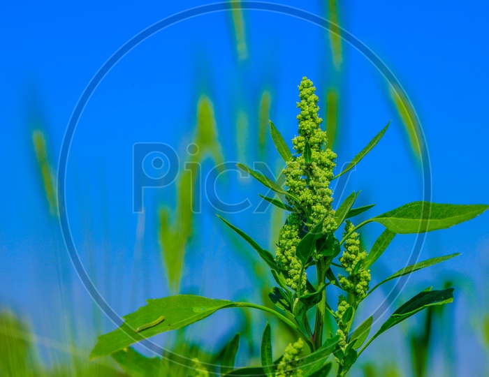 Green Jowar Grain Ears On a Field Background