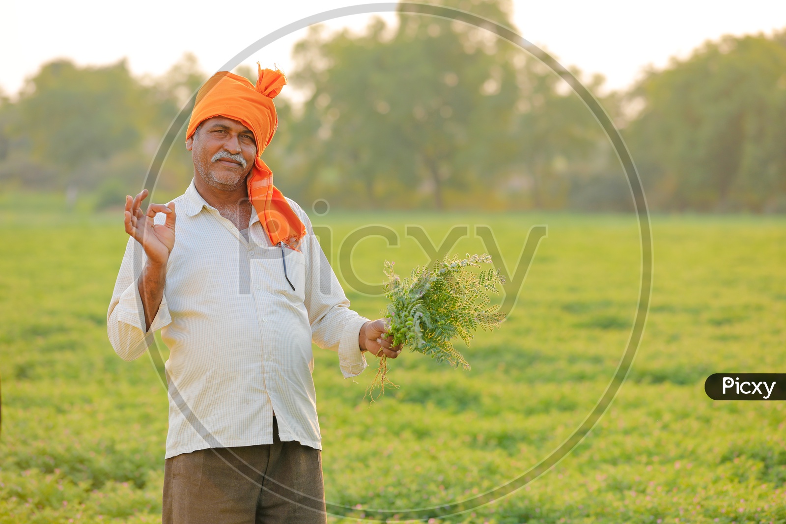 Indian Farmer Showing Chickpea Plants With Happy Smiling Face  in Agricultural Field