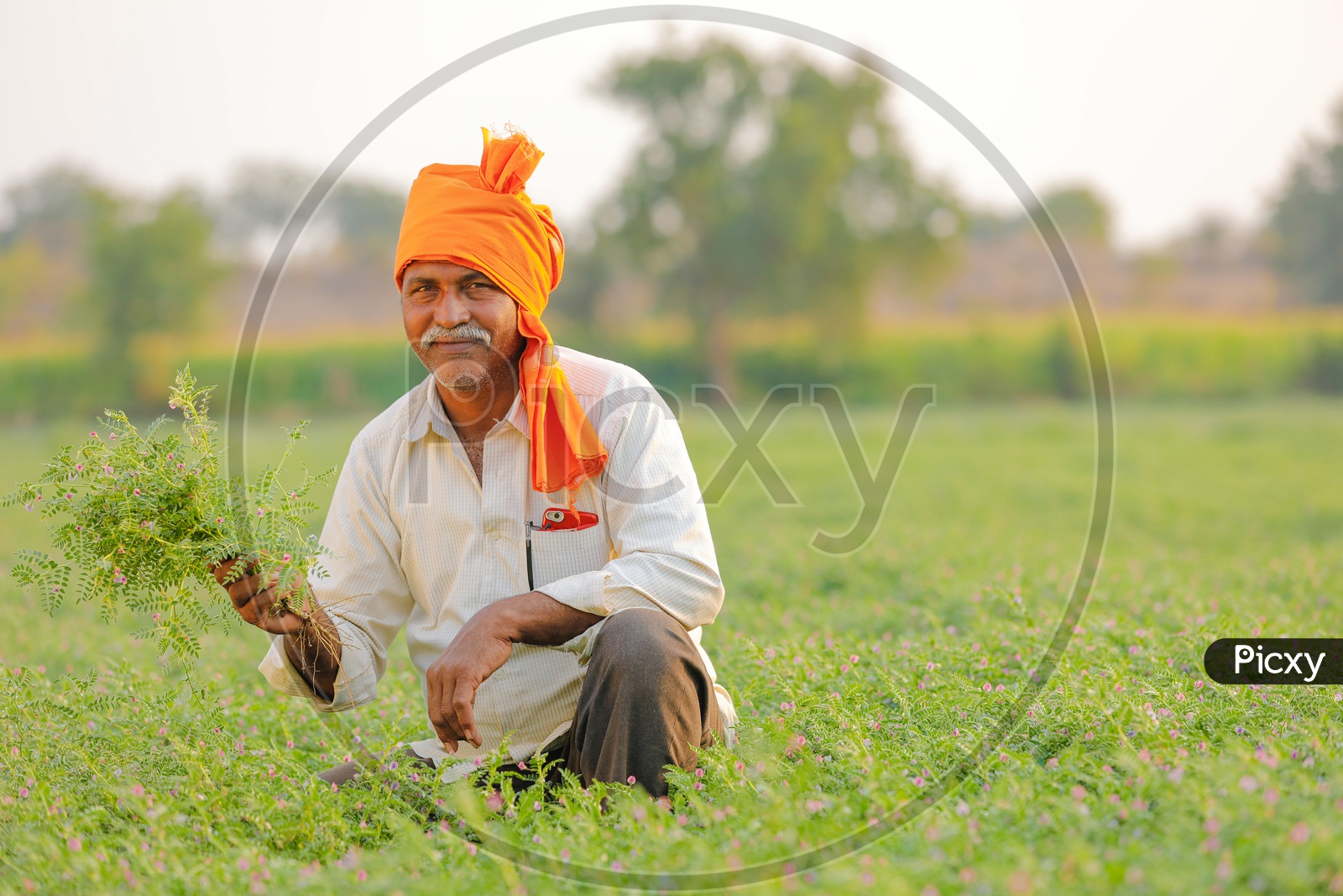 Image of Indian Farmer Showing Chickpea Plants With Happy Smiling Face ...