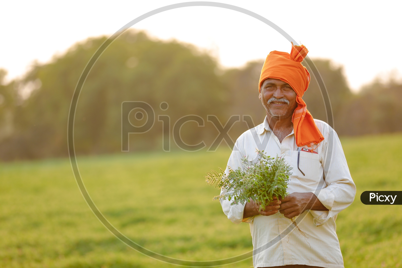 Indian Farmer Showing Chickpea Plants With Happy Smiling Face  in Agricultural Field