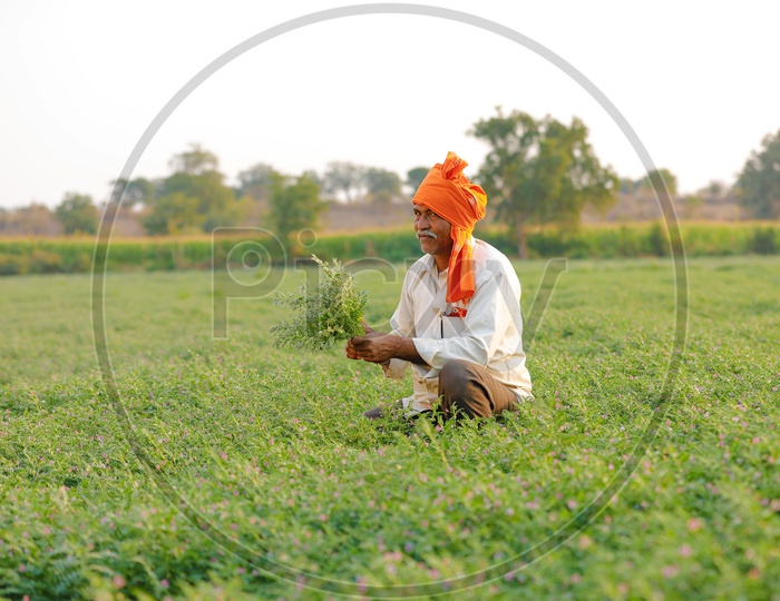 Image Of Indian Farmer Showing Chickpea Plants With Happy Smiling Face 