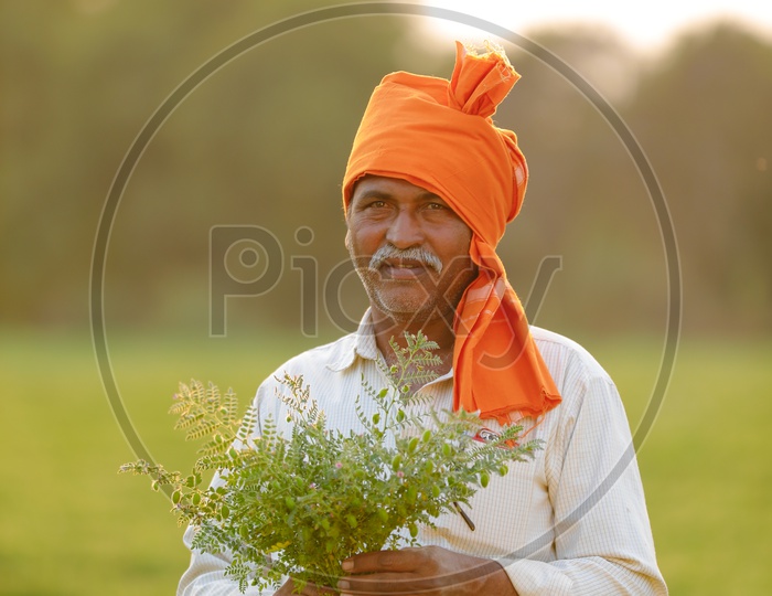 Indian Farmer Showing Fresh Chickpeas Plants With Happy Smile Face In an Agricultural Field