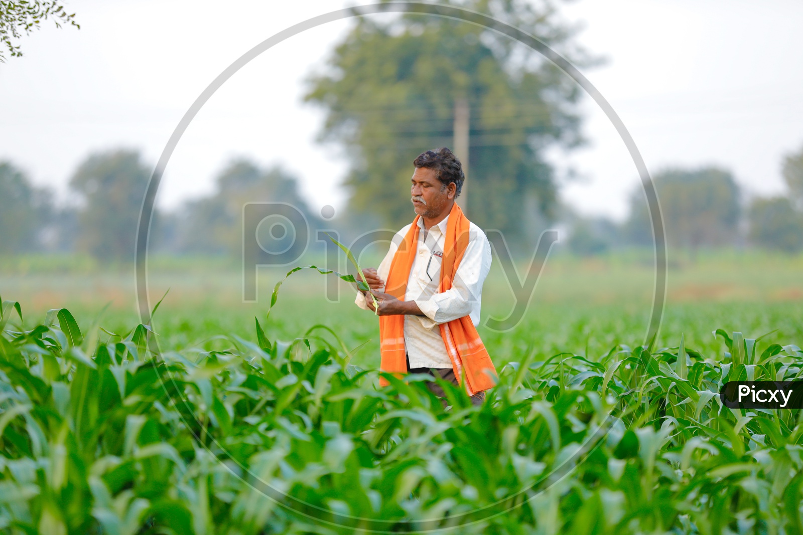 image-of-indian-farmer-inspecting-the-green-corn-crop-in-an