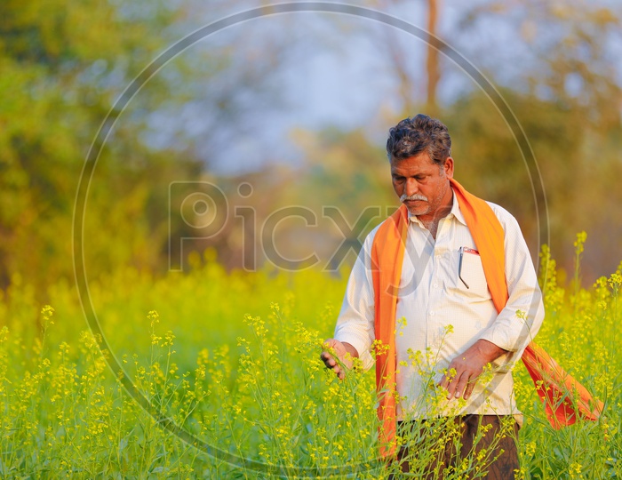 Indian Farmer With Happy Smile Face Showing The Crop In an Agricultural Field