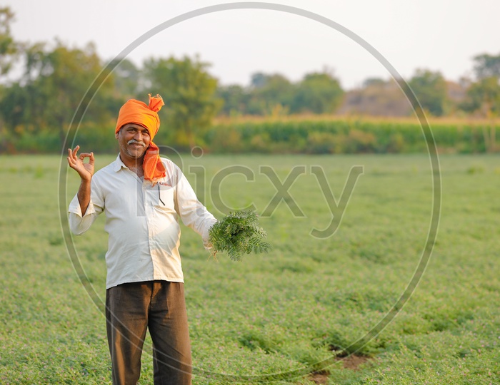 Indian Farmer Showing Chickpea Plants With Happy Smiling Face  in Agricultural Field
