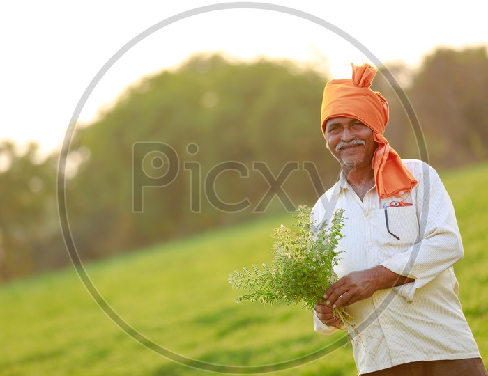 Indian Farmer Showing Fresh Chickpeas Plants With Happy Smile Face In an Agricultural Field