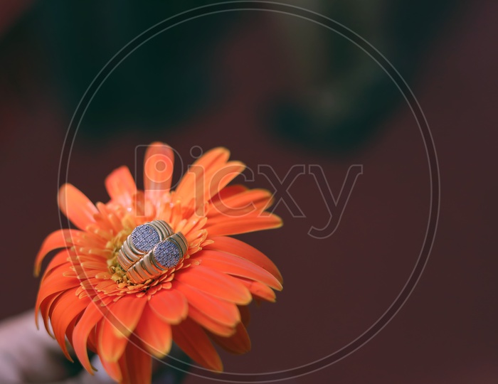 Couple Rings Or Engagement Rings  on Flowers Background