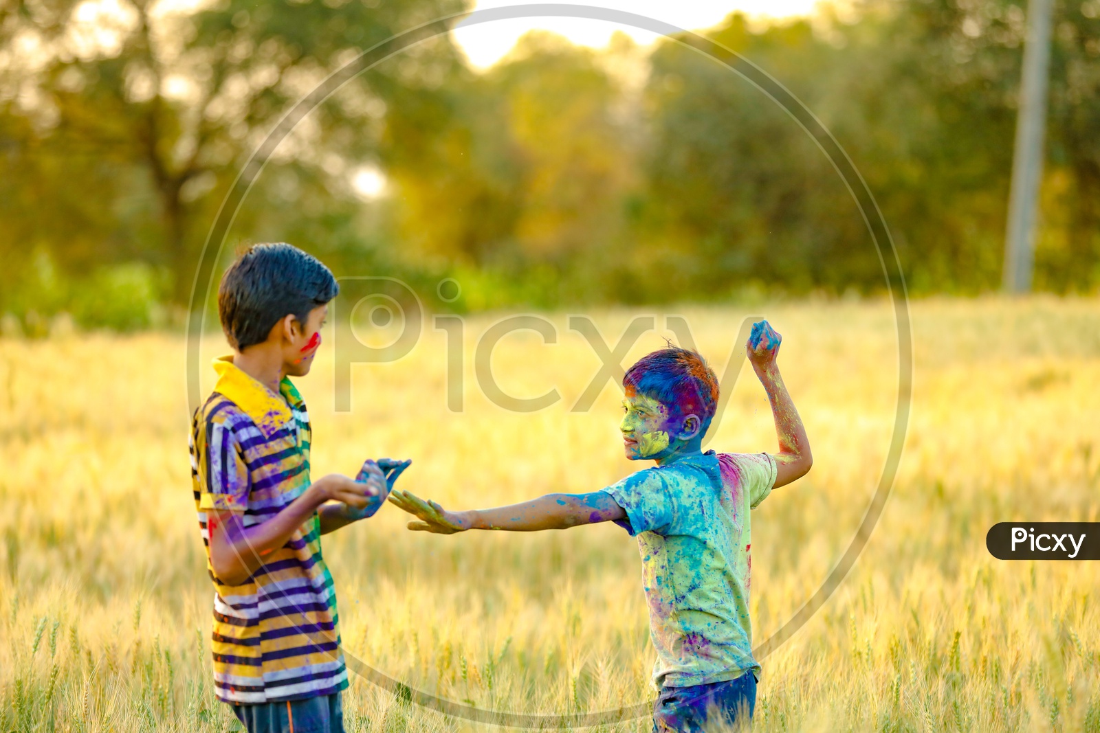 Indian Boys or Young Indian Boys or Brothers   Playing Or Filled In Holi Colours Celebrating Holi Festival in Green Fields Background