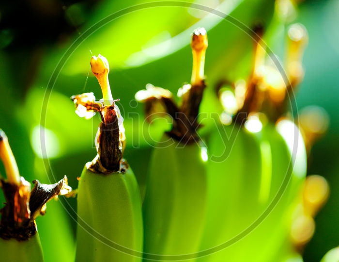 Bananas Growing on Green Farm  Lands  Background