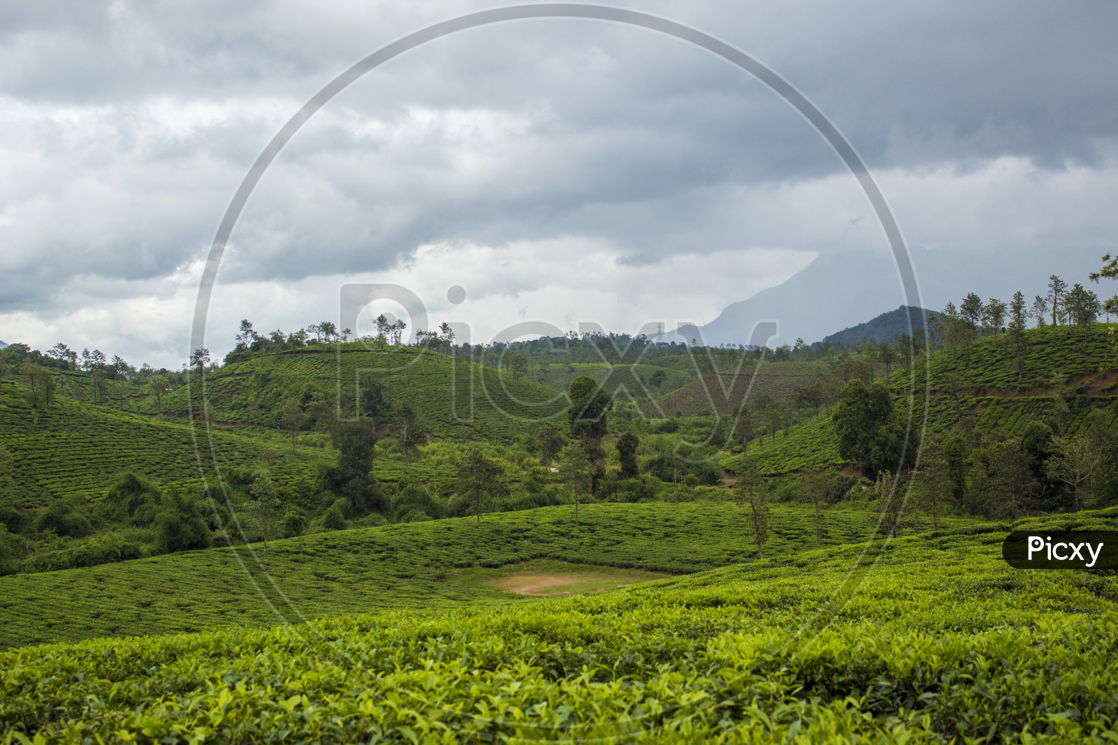Tea Estates, Wayanad, Kerala