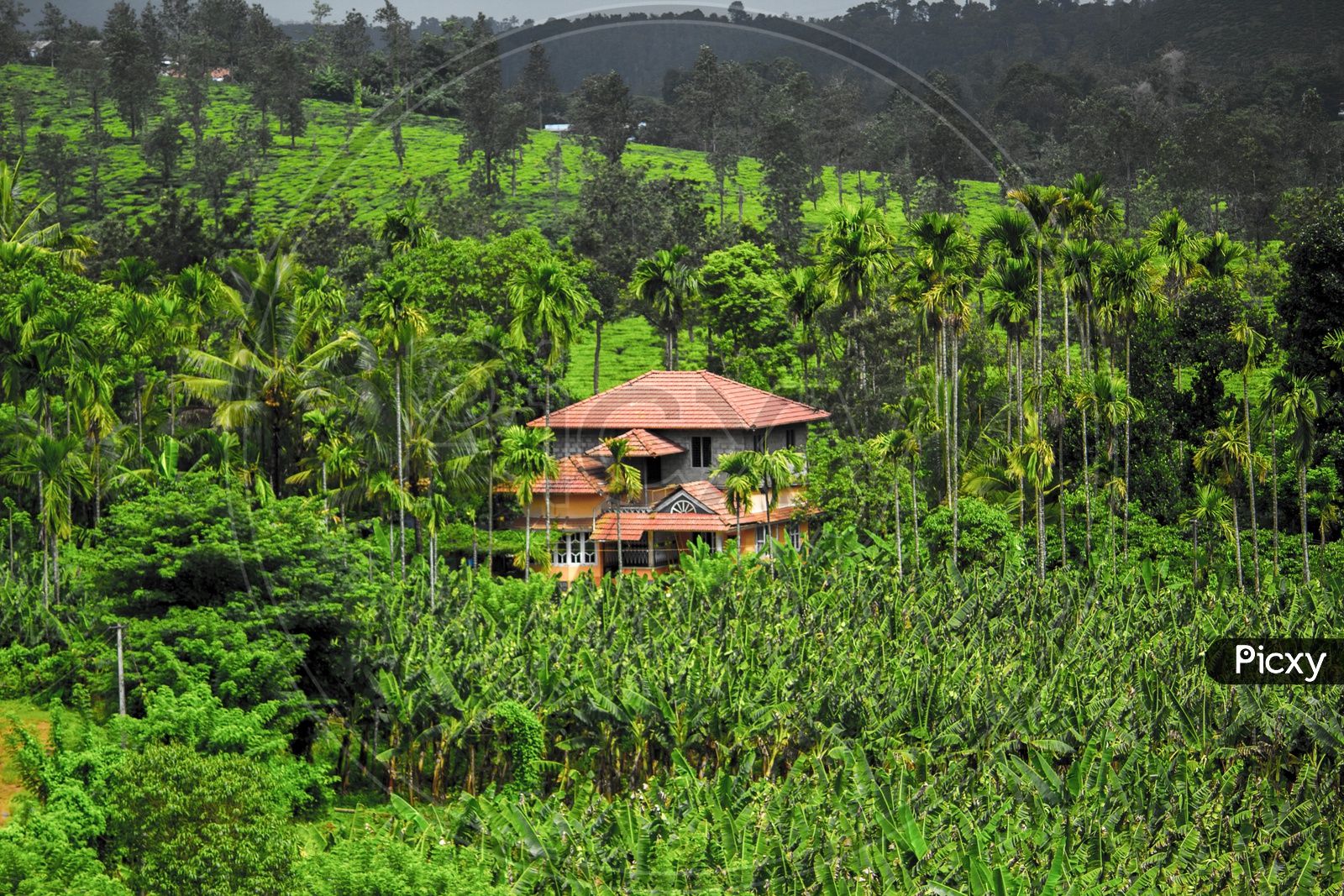 The beautiful Tea estates of Wayanad, Kerala
