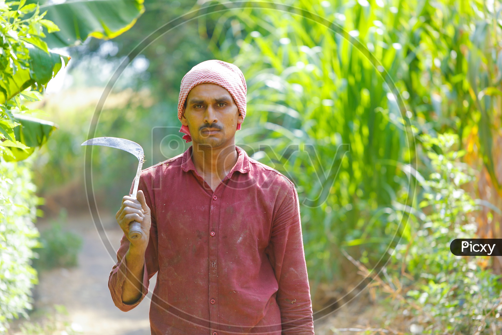Banana Farmer With Hand Sickle or Tool in Hand Over A Green Field Background