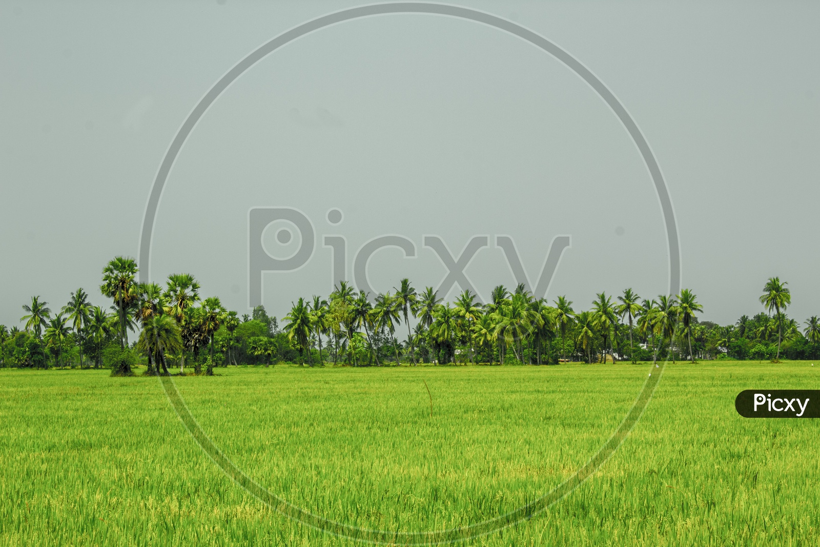 Paddy Fields of Andhra Pradesh